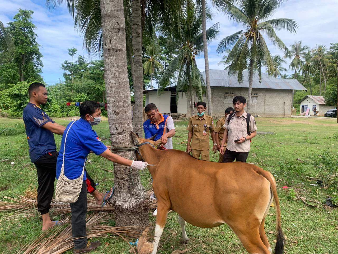 Pelaksanaan vaksinasi PMK di Bone Bolango